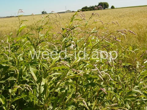 smartweed, pale